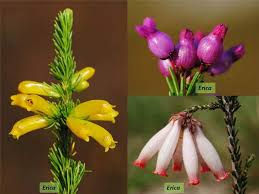 Attēlu rezultāti vaicājumam “Ericaceae”