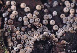 Attēlu rezultāti vaicājumam “Lasiosphaeria ovina”