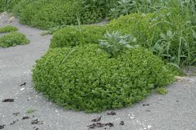 Attēlu rezultāti vaicājumam “Honckenya peploides bud”