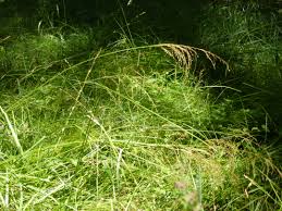 Attēlu rezultāti vaicājumam “Glyceria striata”