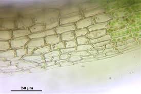 Attēlu rezultāti vaicājumam “Campylopus pyriformis”