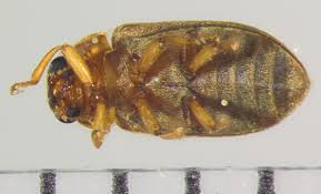 Attēlu rezultāti vaicājumam “Byturidae”