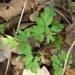 Attēlu rezultāti vaicājumam “Corydalis intermedia fruit”