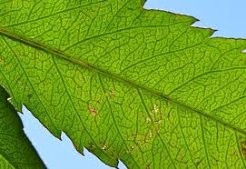 Attēlu rezultāti vaicājumam “Bidens frondosa leaf”