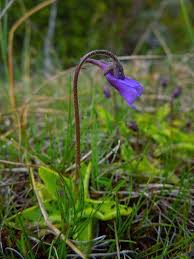 Attēlu rezultāti vaicājumam “Pinguicula vulgaris”