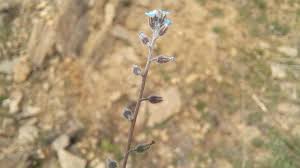 Attēlu rezultāti vaicājumam “Myosotis ramosissima flower”