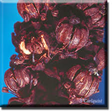 Attēlu rezultāti vaicājumam “Comatricha alta stalked”