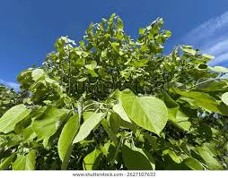 Attēlu rezultāti vaicājumam “Tilia tomentosa leaf”