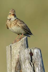 Attēlu rezultāti vaicājumam “Alauda arvensis adult”