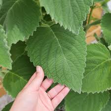 Attēlu rezultāti vaicājumam “Libanotis montana leaf”