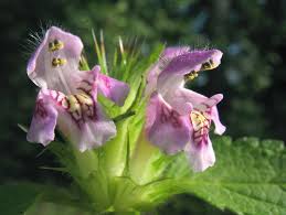 Attēlu rezultāti vaicājumam “Galeopsis tetrahit”