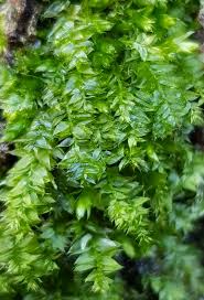 Attēlu rezultāti vaicājumam “Plagiothecium nemorale”