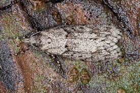 Attēlu rezultāti vaicājumam “Chimabachidae”