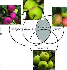 Attēlu rezultāti vaicājumam “Malus domestica”