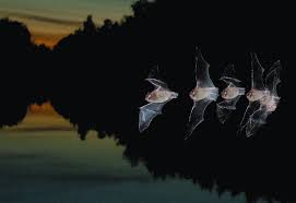 Attēlu rezultāti vaicājumam “Myotis daubentonii”