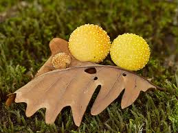 Attēlu rezultāti vaicājumam “Cynips quercusfolii”