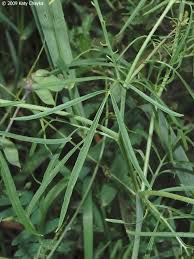 Attēlu rezultāti vaicājumam “Sisymbrium altissimum leaf”