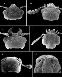 Attēlu rezultāti vaicājumam “Nitidulidae”
