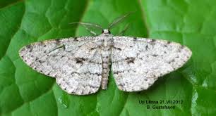 Attēlu rezultāti vaicājumam “Hypomecis roboraria”