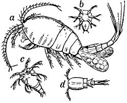 Attēlu rezultāti vaicājumam “Copepoda”