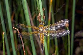 Attēlu rezultāti vaicājumam “Libellula quadrimaculata larva”