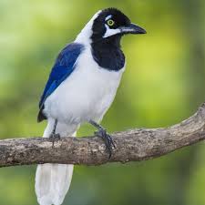 Attēlu rezultāti vaicājumam “Corvidae”