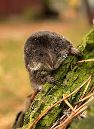 Attēlu rezultāti vaicājumam “Sorex araneus”