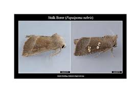 Attēlu rezultāti vaicājumam “Cribraria tenella stalked”