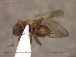 Attēlu rezultāti vaicājumam “Cynipidae”