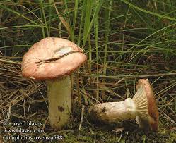 Attēlu rezultāti vaicājumam “Gomphidius roseus”