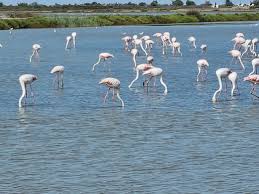 Image result for parque natural de camargue