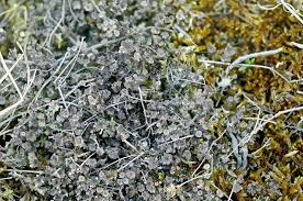 Attēlu rezultāti vaicājumam “Cladonia phyllophora”
