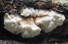 Attēlu rezultāti vaicājumam “Junghuhnia pseudozilingiana”