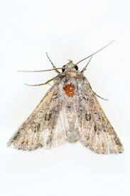 Attēlu rezultāti vaicājumam “Noctuidae”