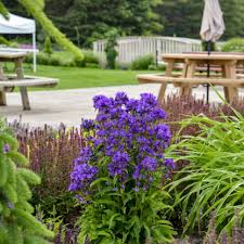 Attēlu rezultāti vaicājumam “Campanula glomerata fruit”