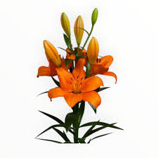 Image result for Lilie