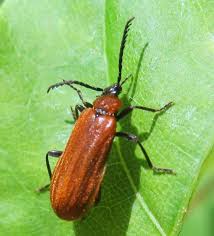 Attēlu rezultāti vaicājumam “Schizotus pectinicornis”