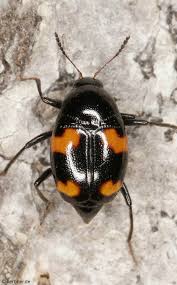 Attēlu rezultāti vaicājumam “Scaphidium quadrimaculatum”