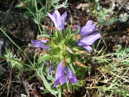 Image result for Campanula lingulata