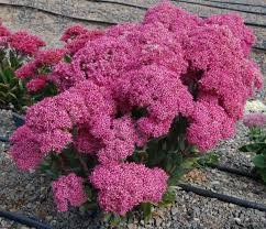 Attēlu rezultāti vaicājumam “Sedum pallidum bud”
