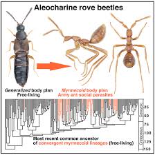 Billedresultat for rovbille