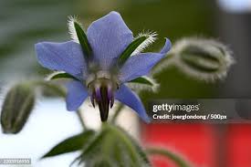 Image result for Borretsch