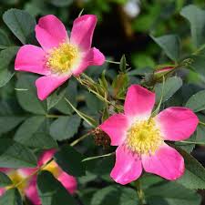 Attēlu rezultāti vaicājumam “Rosa glauca flower”