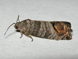 Attēlu rezultāti vaicājumam “Cydia pomonella”