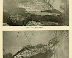 Image result for Sander canadensis/vitreus