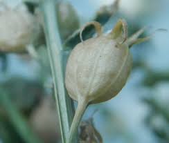 Attēlu rezultāti vaicājumam “Lobeliaceae”
