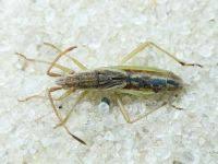 Attēlu rezultāti vaicājumam “Myrmus miriformis”