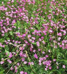 Image result for Dianthus carthusianorum