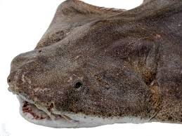 Image result for Squatina squatina