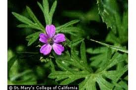 Attēlu rezultāti vaicājumam “Geranium dissectum flower”
